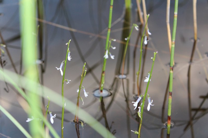 Nuottaruoho, Suomussalmi, Särkijärvi 24.7.2012